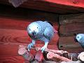 17a - Parc des Mamelles - Zoo 021